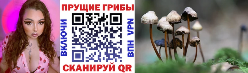 купить   Уссурийск  Псилоцибиновые грибы ЛСД 